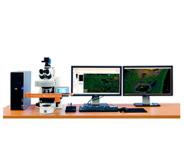 TG全景组织细胞定量分析系